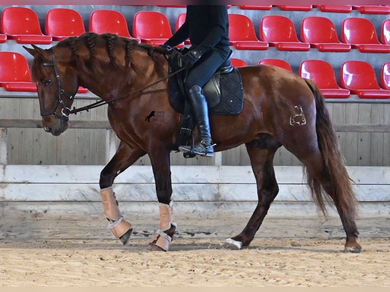 PRE Mix Hengst 5 Jahre 160 cm Fuchs in Menorca