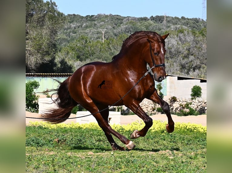 PRE Mix Hengst 5 Jahre 160 cm Fuchs in Menorca