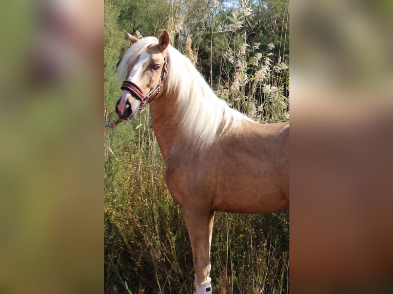 PRE Mix Hengst 5 Jahre 160 cm Palomino in Almerimar