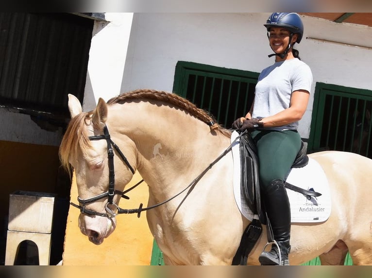 PRE Hengst 5 Jahre 160 cm Pearl in Provinz Granada