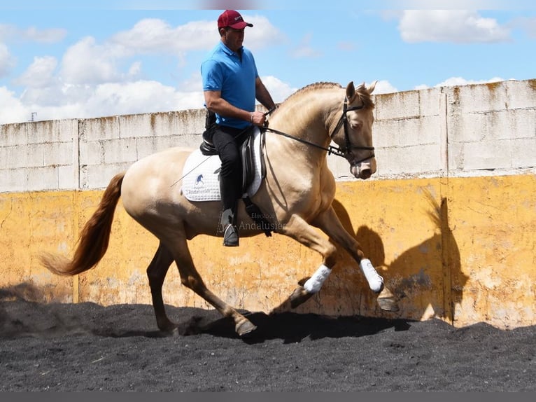 PRE Hengst 5 Jahre 160 cm Pearl in Provinz Granada