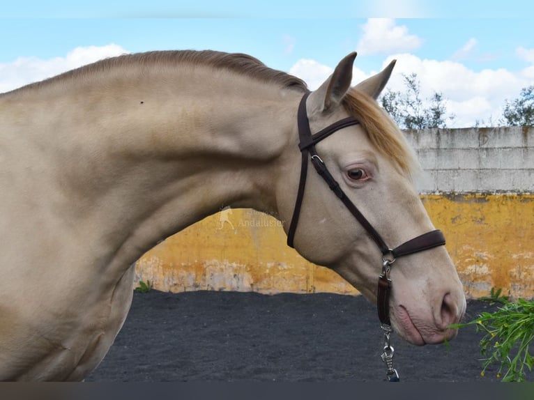 PRE Hengst 5 Jahre 160 cm Pearl in Provinz Granada