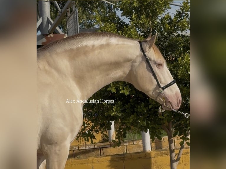 PRE Mix Hengst 5 Jahre 160 cm Perlino in Sevilla