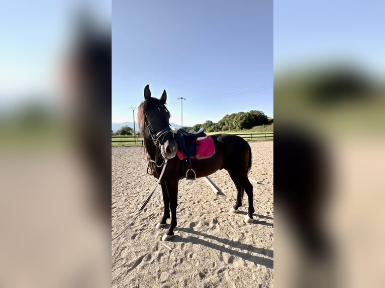 PRE Hengst 5 Jahre 160 cm Rappe in Vilert