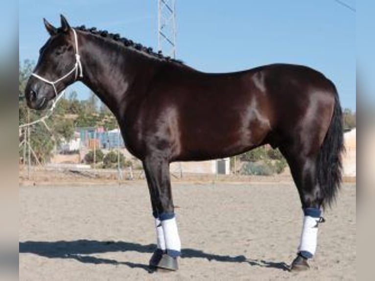 PRE Mix Hengst 5 Jahre 160 cm Rappe in Malaga