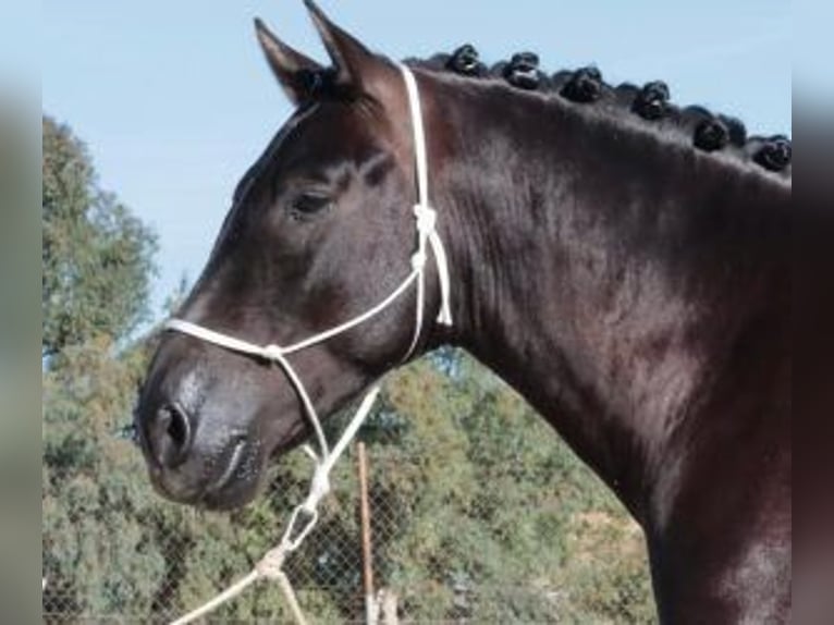 PRE Mix Hengst 5 Jahre 160 cm Rappe in Malaga