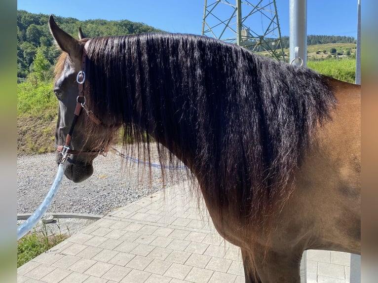 PRE Hengst 5 Jahre 160 cm Rappe in Winnenden