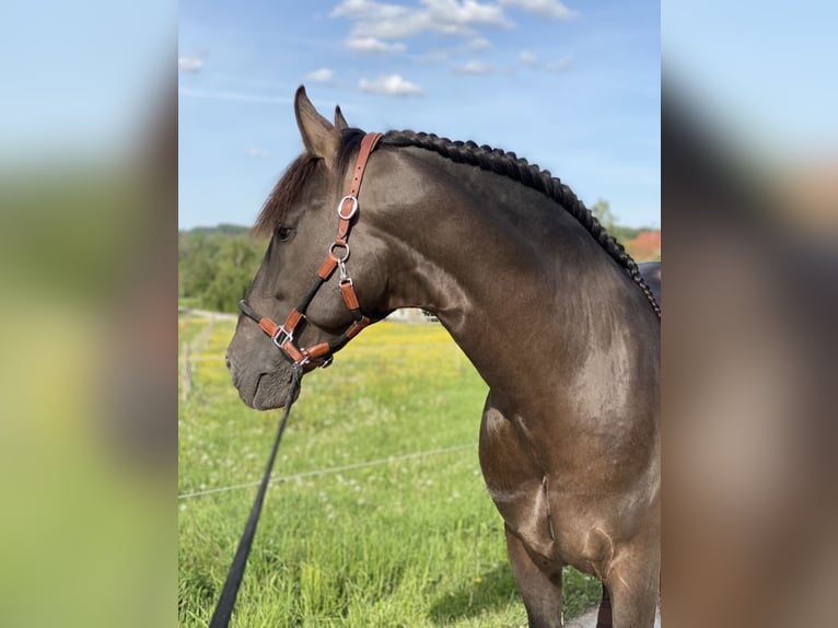 PRE Hengst 5 Jahre 160 cm Rappe in Winnenden