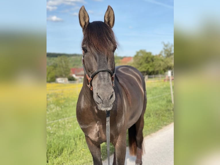 PRE Hengst 5 Jahre 160 cm Rappe in Winnenden