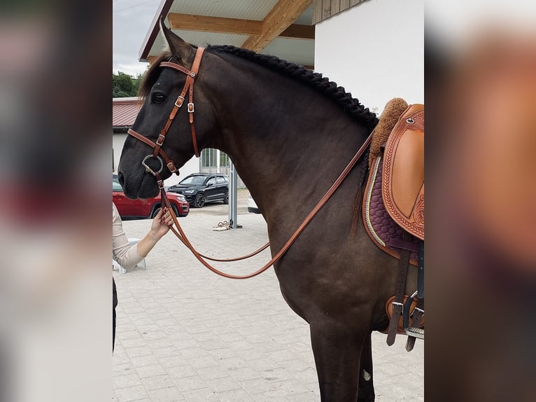 PRE Hengst 5 Jahre 160 cm Rappe in Winnenden