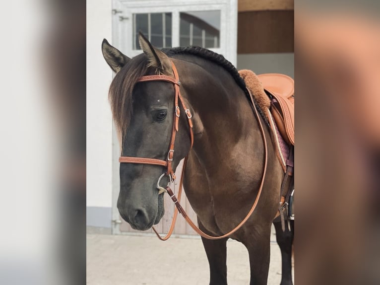 PRE Hengst 5 Jahre 160 cm Rappe in Winnenden