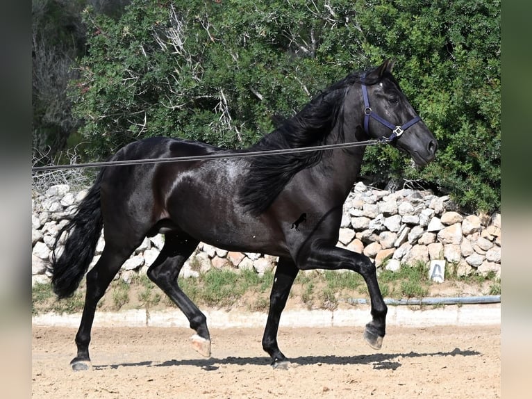 PRE Mix Hengst 5 Jahre 160 cm Rappe in Menorca