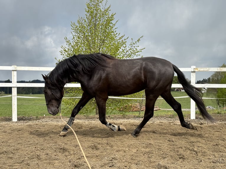 PRE Hengst 5 Jahre 160 cm Rappe in Sigmarszell