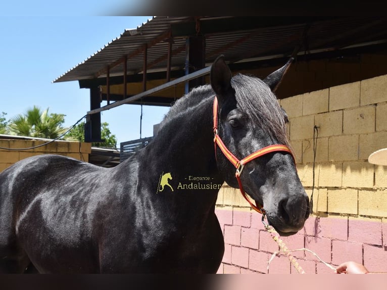PRE Hengst 5 Jahre 160 cm Rappschimmel in Provinz Granada