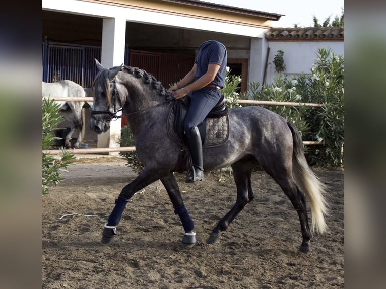 PRE Hengst 5 Jahre 160 cm Schimmel in SEVILLE