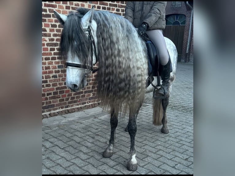 PRE Hengst 5 Jahre 161 cm Apfelschimmel in Münster