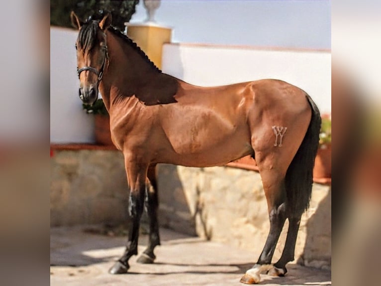 PRE Mix Hengst 5 Jahre 161 cm Brauner in Sevilla