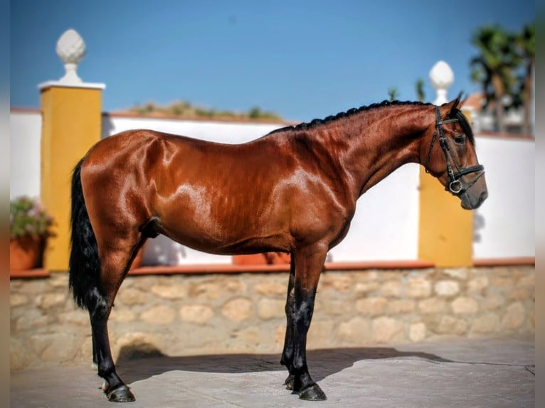 PRE Mix Hengst 5 Jahre 161 cm Brauner in Sevilla