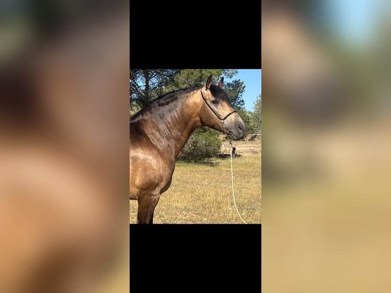 PRE Mix Hengst 5 Jahre 161 cm Buckskin in Oberhausen