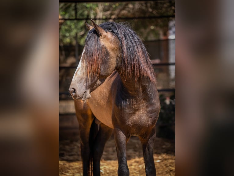 PRE Hengst 5 Jahre 161 cm Buckskin in Rafelguaraf