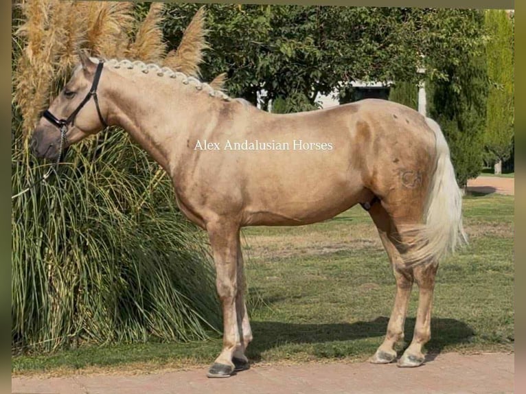 PRE Mix Hengst 5 Jahre 161 cm Palomino in Sevilla