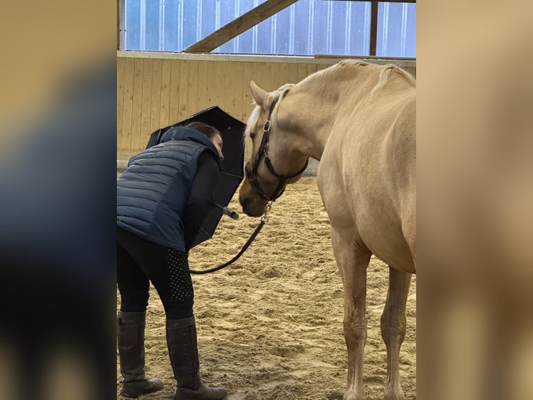 PRE Mix Hengst 5 Jahre 161 cm Palomino in Warendorf