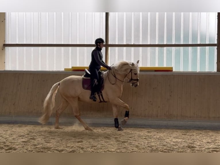 PRE Mix Hengst 5 Jahre 161 cm Palomino in Warendorf