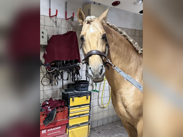 PRE Mix Hengst 5 Jahre 161 cm Palomino in Warendorf