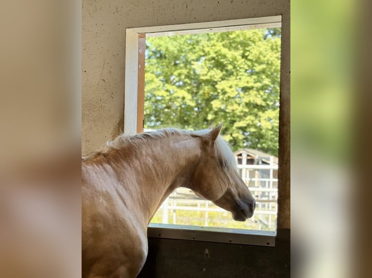 PRE Mix Hengst 5 Jahre 161 cm Palomino in Warendorf