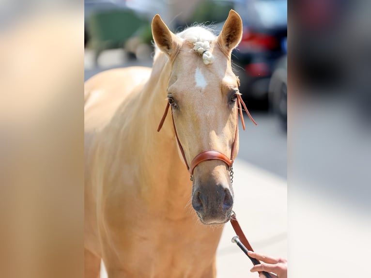 PRE Mix Hengst 5 Jahre 161 cm Palomino in Warendorf