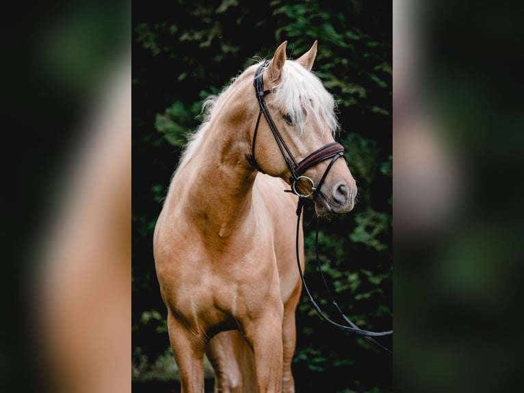 PRE Mix Hengst 5 Jahre 161 cm Palomino in Warendorf