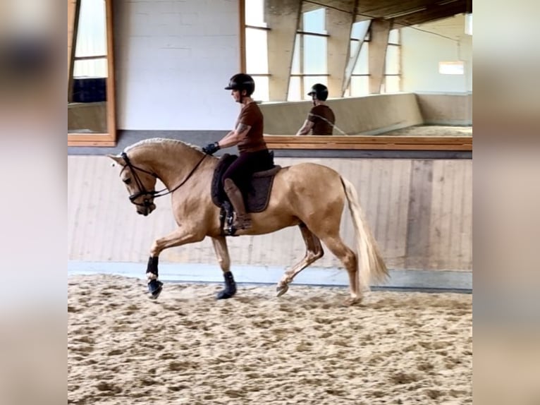 PRE Mix Hengst 5 Jahre 161 cm Palomino in Warendorf