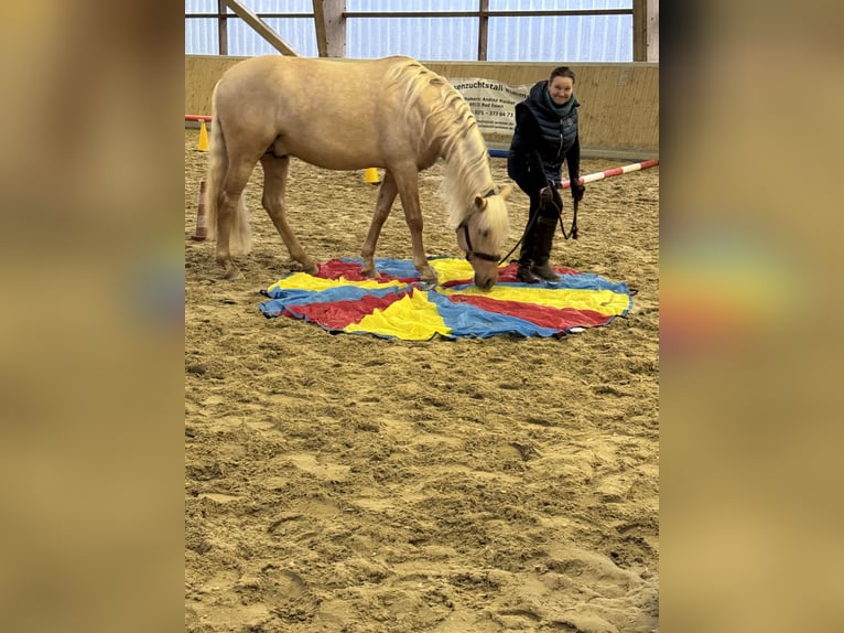 PRE Mix Hengst 5 Jahre 161 cm Palomino in Warendorf