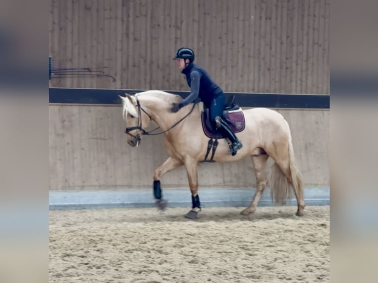 PRE Mix Hengst 5 Jahre 161 cm Palomino in Warendorf