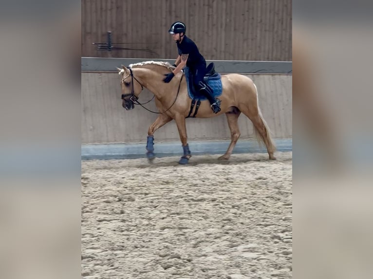 PRE Mix Hengst 5 Jahre 161 cm Palomino in Warendorf