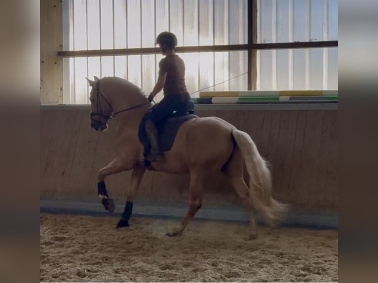 PRE Mix Hengst 5 Jahre 161 cm Palomino in Warendorf