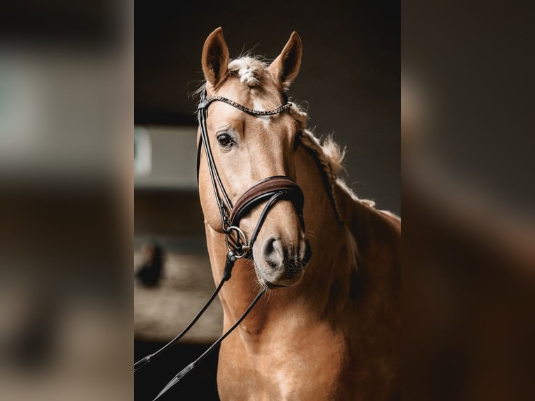 PRE Mix Hengst 5 Jahre 161 cm Palomino in Warendorf