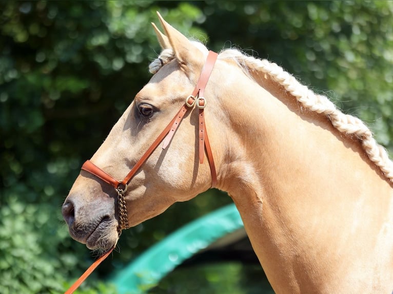 PRE Mix Hengst 5 Jahre 161 cm Palomino in Warendorf
