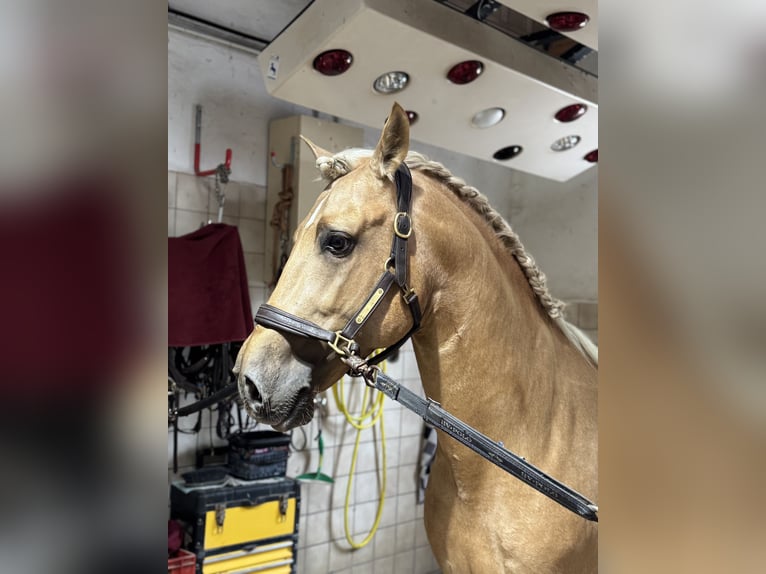 PRE Mix Hengst 5 Jahre 161 cm Palomino in Warendorf