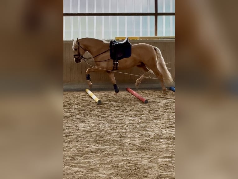 PRE Mix Hengst 5 Jahre 161 cm Palomino in Warendorf
