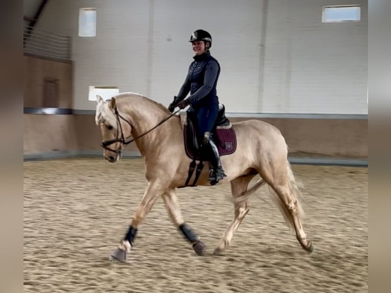 PRE Mix Hengst 5 Jahre 161 cm Palomino in Warendorf
