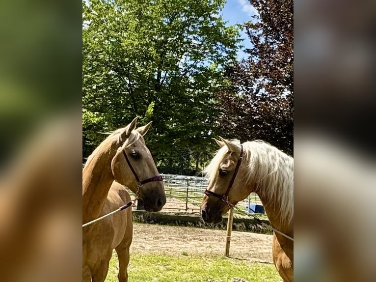 PRE Mix Hengst 5 Jahre 161 cm Palomino in Warendorf