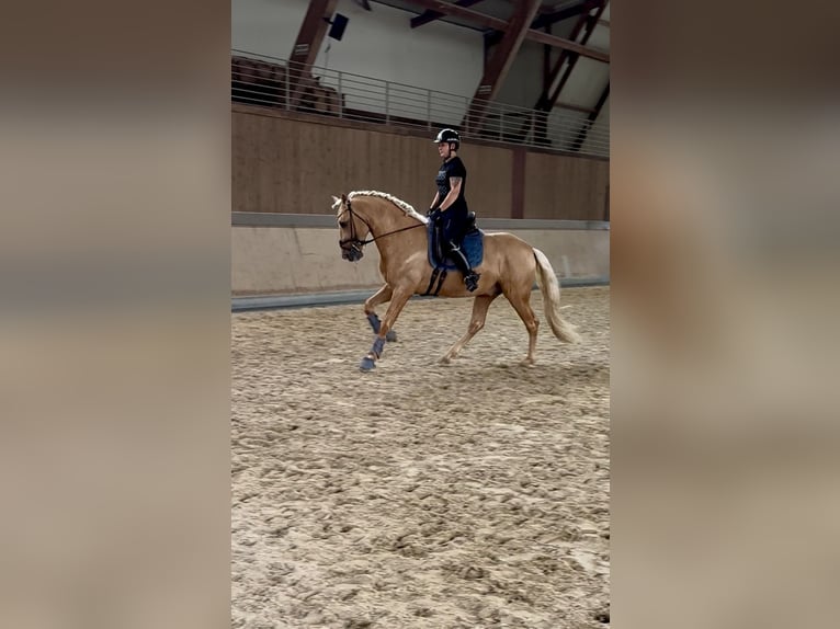 PRE Mix Hengst 5 Jahre 161 cm Palomino in Warendorf