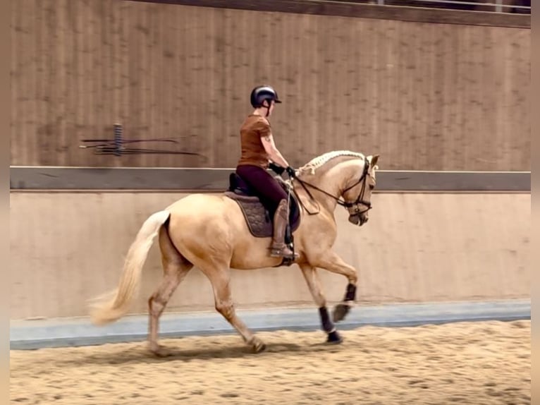 PRE Mix Hengst 5 Jahre 161 cm Palomino in Warendorf