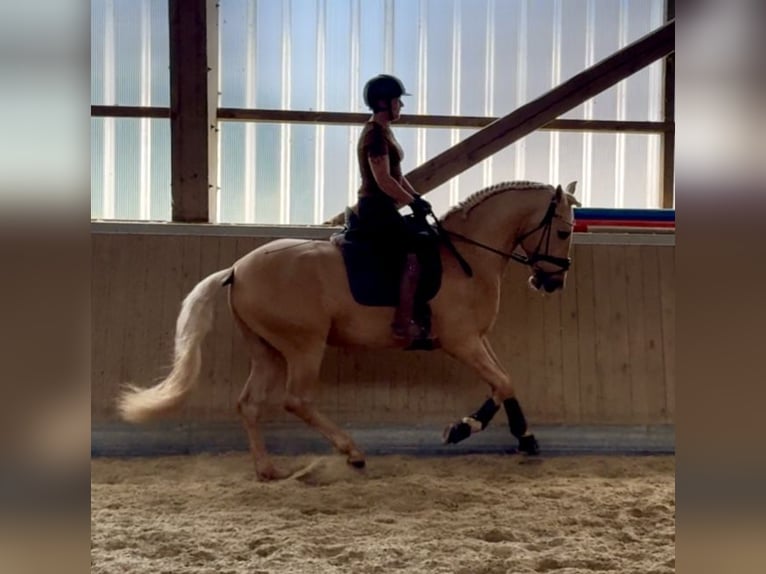 PRE Mix Hengst 5 Jahre 161 cm Palomino in Warendorf