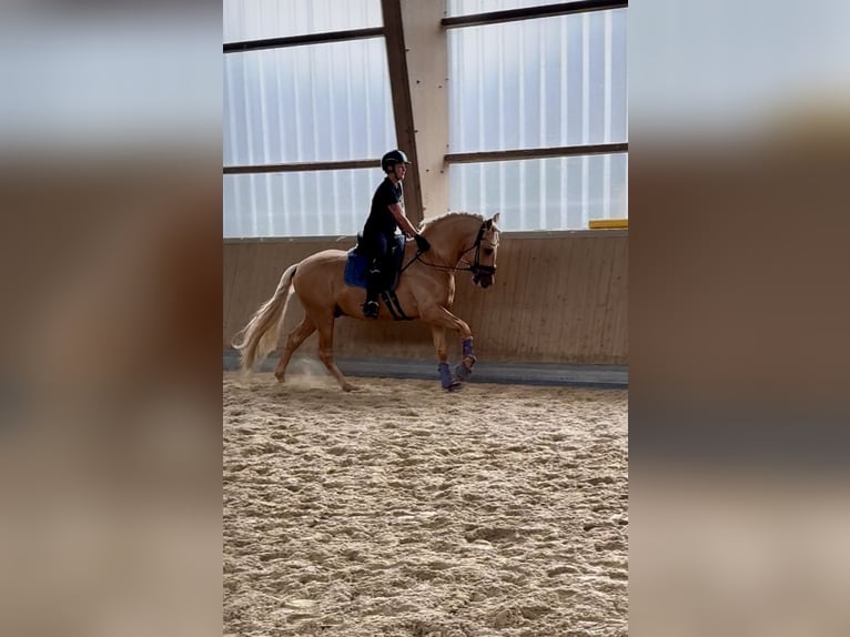 PRE Mix Hengst 5 Jahre 161 cm Palomino in Warendorf