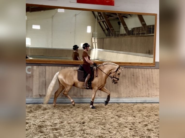PRE Mix Hengst 5 Jahre 161 cm Palomino in Warendorf