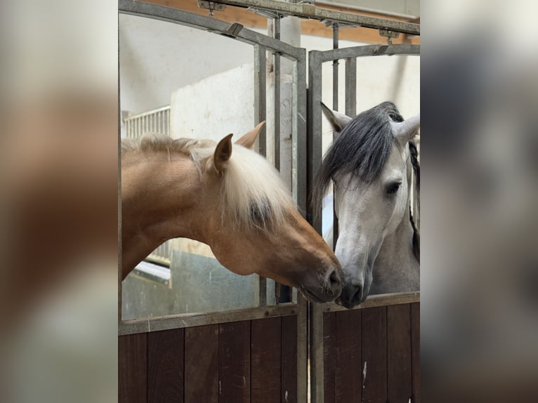 PRE Mix Hengst 5 Jahre 161 cm Palomino in Warendorf