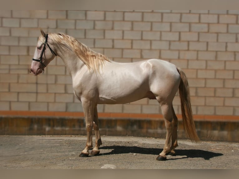 PRE Mix Hengst 5 Jahre 161 cm Perlino in Colmenar M&#xE1;laga Andaluc&#xED;a