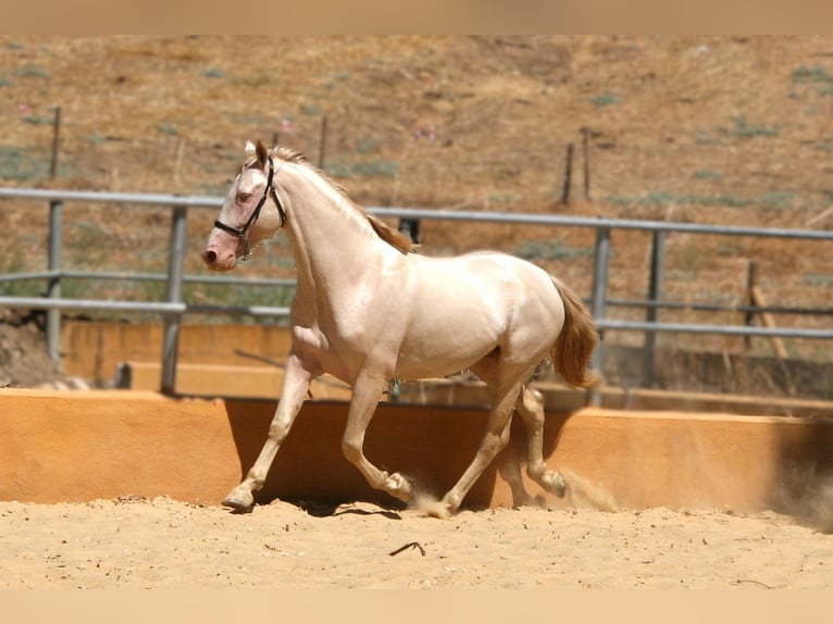 PRE Mix Hengst 5 Jahre 161 cm Perlino in Colmenar M&#xE1;laga Andaluc&#xED;a